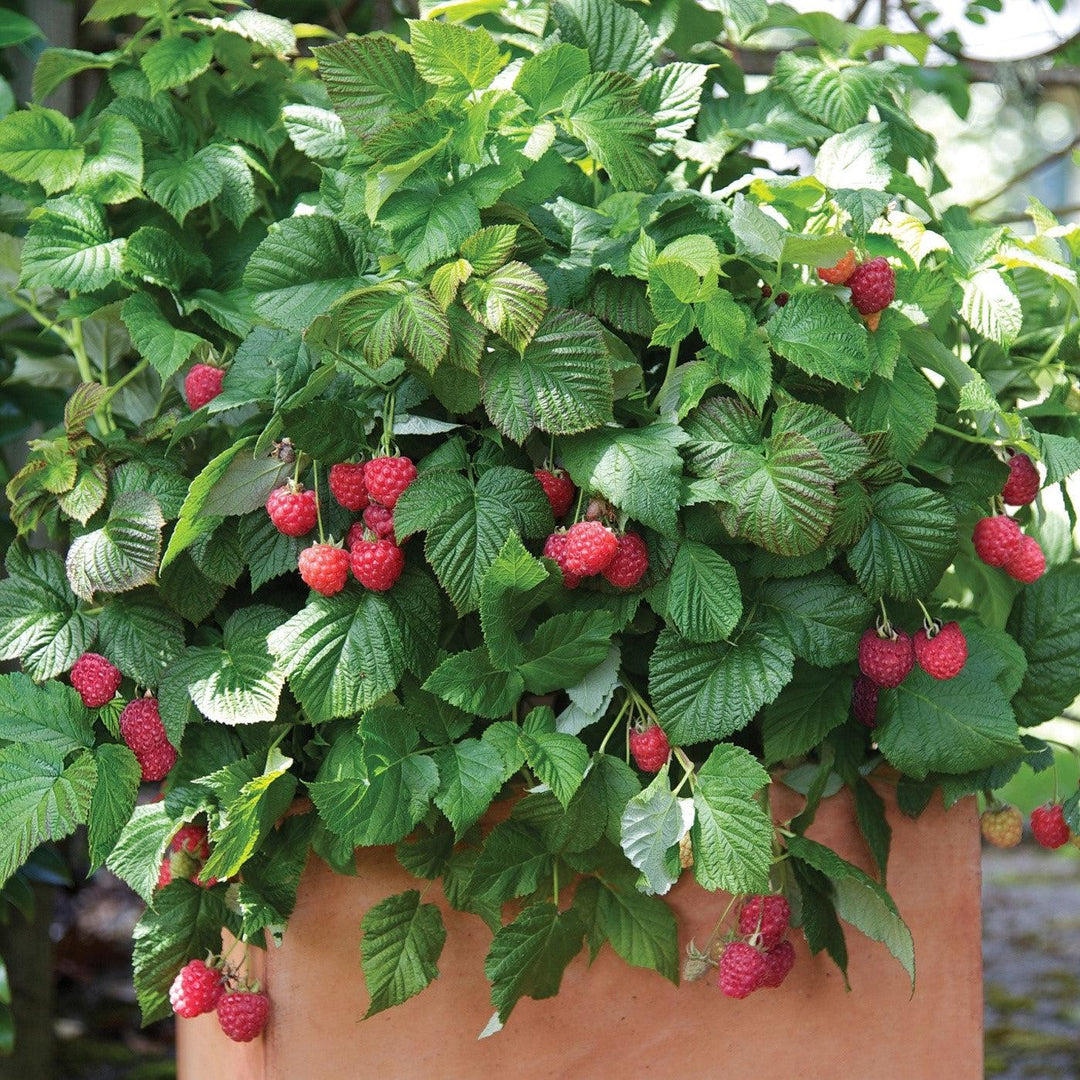 Rubus idaeus 'NR7' ~ Shortcake® Raspberry-ServeScape