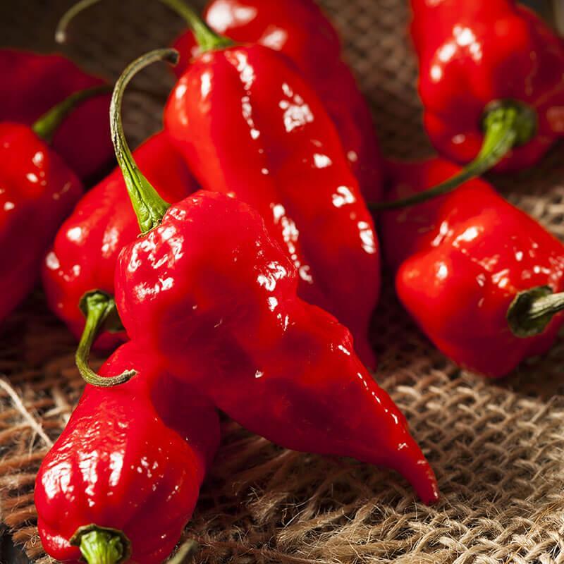 Assorted Peppers ~ Pepper Vegetables (4.5in)-ServeScape