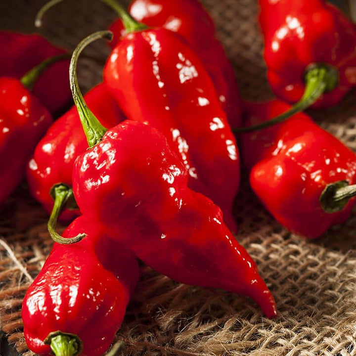 Assorted Peppers ~ Pepper Vegetables (4.5in)-ServeScape