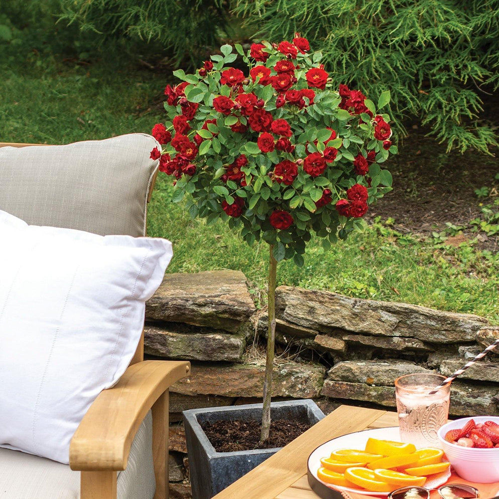 Rosa 'Meirutral' ~ Sunblaze® Red Rose-ServeScape