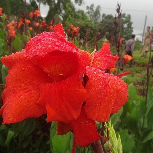 Canna 'Kreta' ~ Kreta Canna Lily-ServeScape