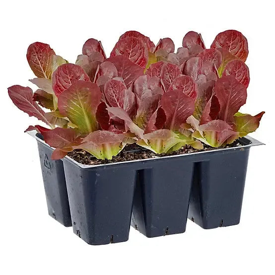 Assorted Vegetables ~ Cool Season Vegetables (1.2qt 6-pack )