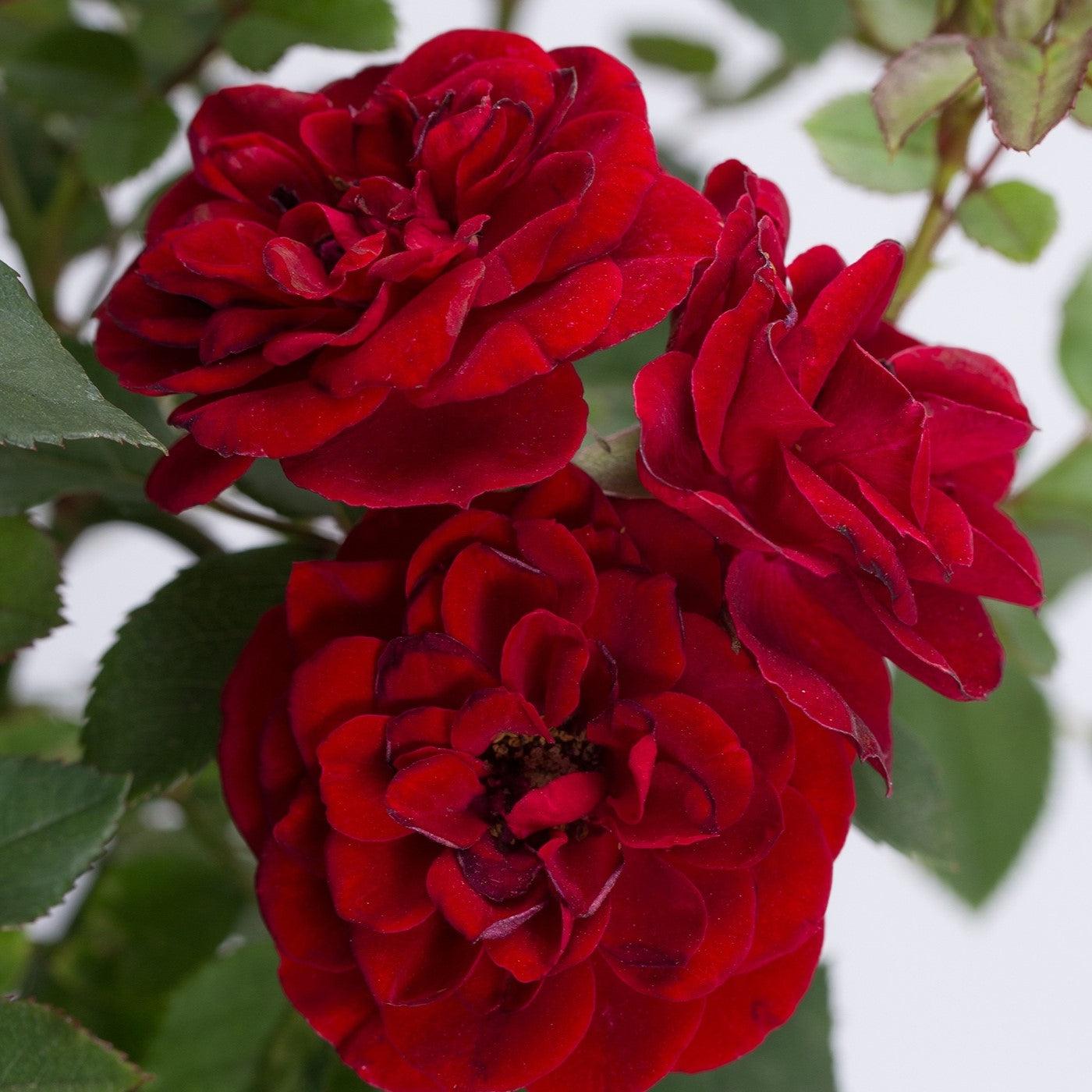 Flora Ria Red Roz Rosa 'Meirutral' ~ Sunblaze® Red Rose – ServeScape