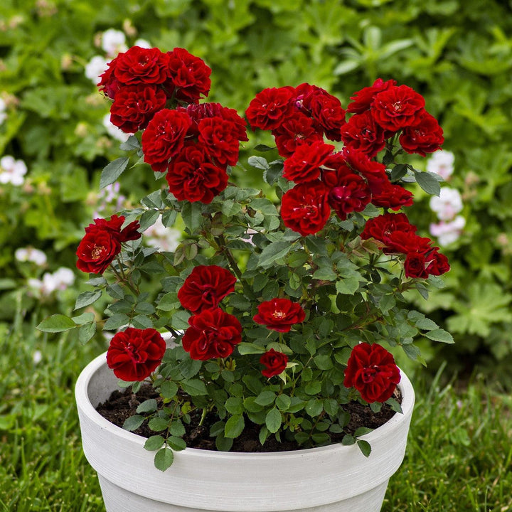 Rosa 'Meirutral' ~ Sunblaze® Red Rose-ServeScape