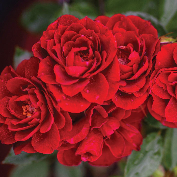 Rosa 'Meirutral' ~ Sunblaze® Red Rose-ServeScape