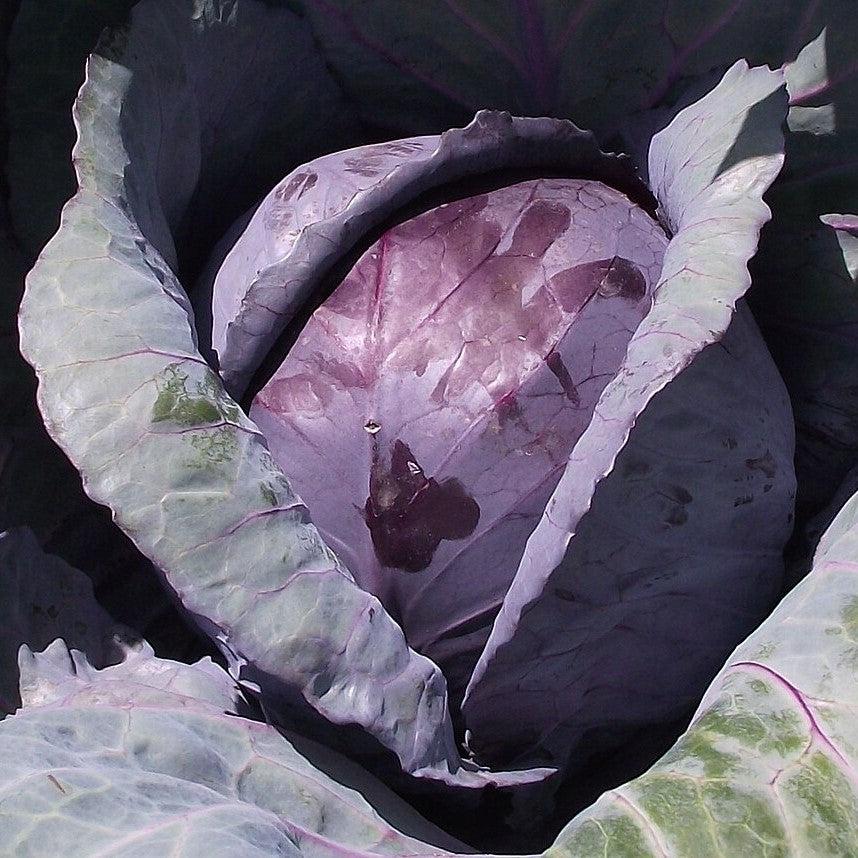 Brassica oleracea var. capitata 'Red Acre' ~ Red Acre Cabbage-ServeScape