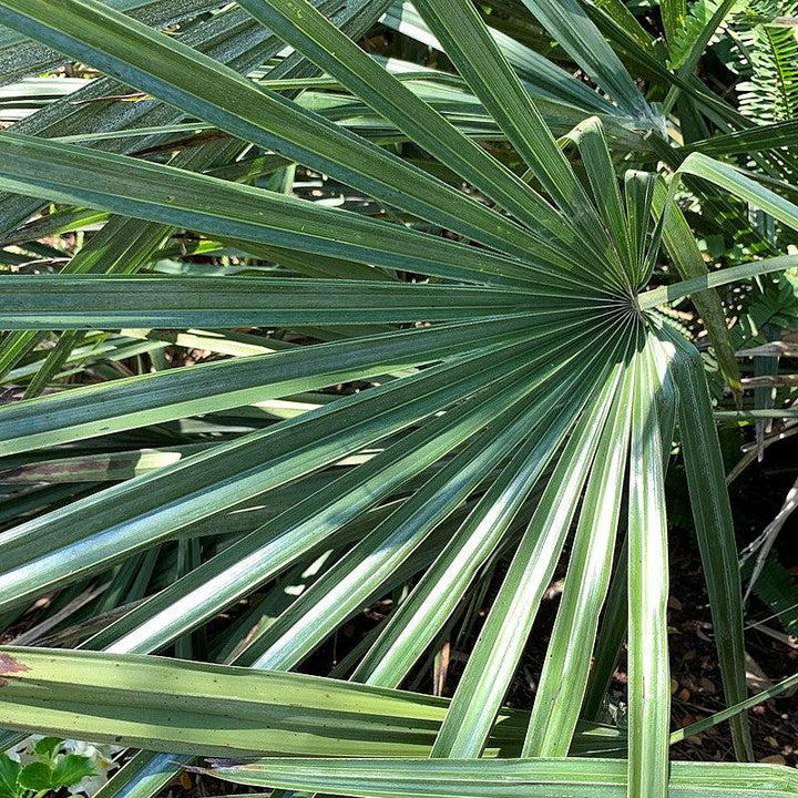 Rhapidophyllum hystrix ~ Needle Palm-ServeScape