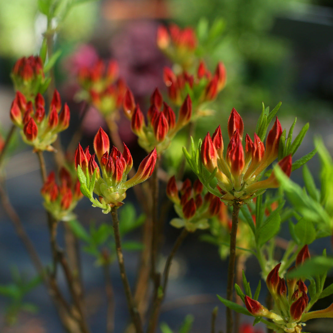 Rhododendron ‘Roblez’ ~ Encore® Autumn Fire™ Azalea-ServeScape