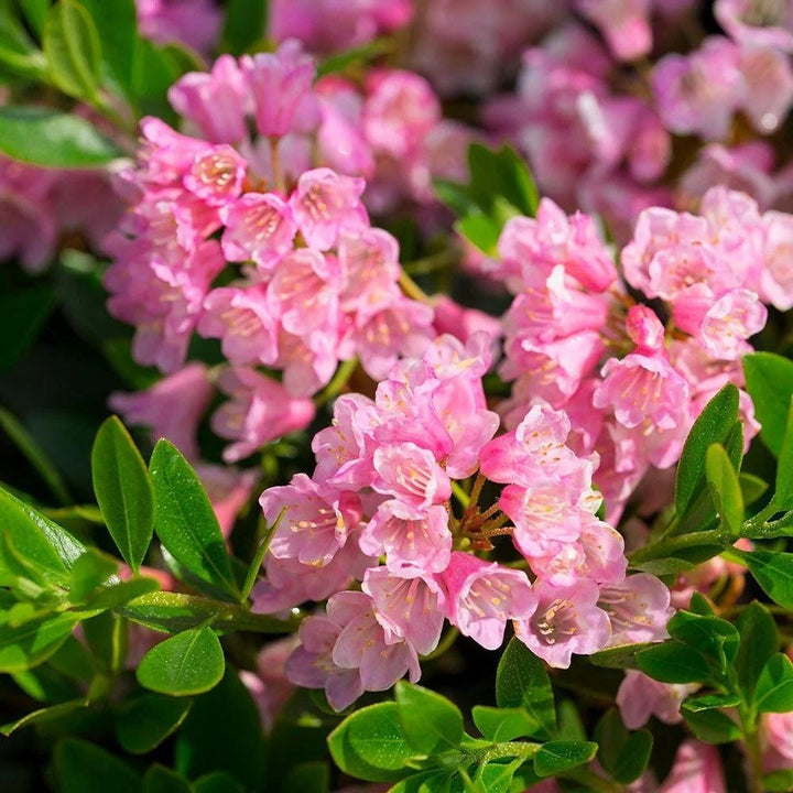 Rhododendron x ‘microhirs9‘ PP32,968 ~ Bloomin' Easy® Bloombux® Magenta Rhododendron-ServeScape