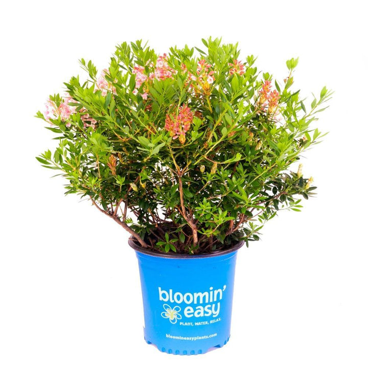 Rhododendron x ‘microhirs9‘ PP32,968 ~ Bloomin' Easy® Bloombux® Magenta Rhododendron-ServeScape