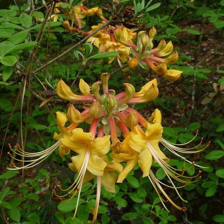 Rhododendron austrinum ~ Florida Native Azalea-ServeScape