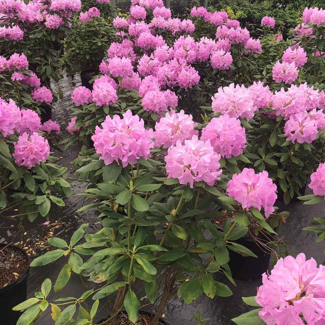Rhododendron 'Royal Resilience' ~ Royal Resilience Rhododendron-ServeScape