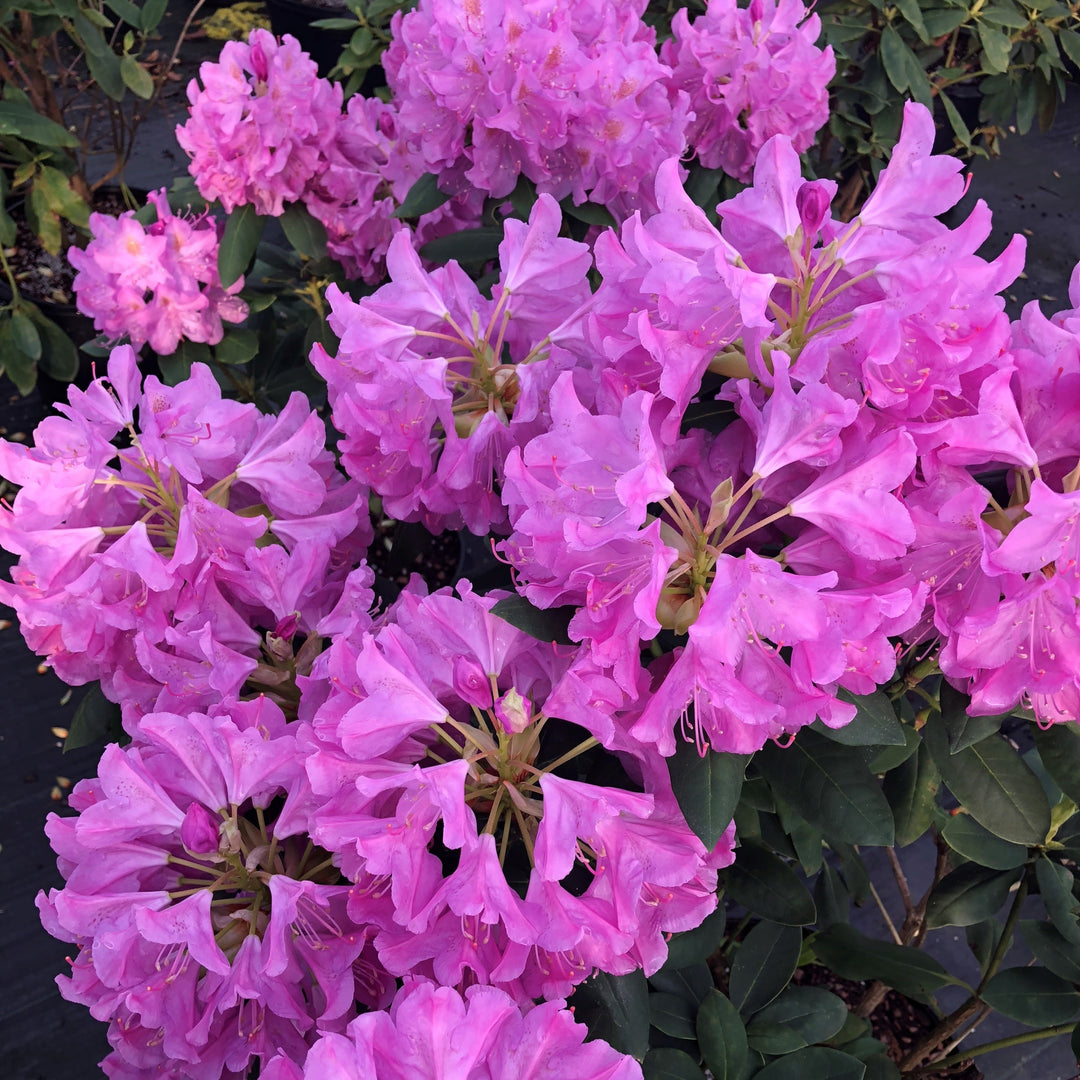Rhododendron 'Royal Resilience' ~ Royal Resilience Rhododendron-ServeScape