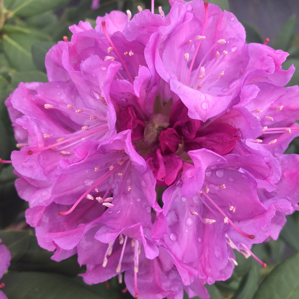 Rhododendron 'Royal Resilience' ~ Royal Resilience Rhododendron-ServeScape