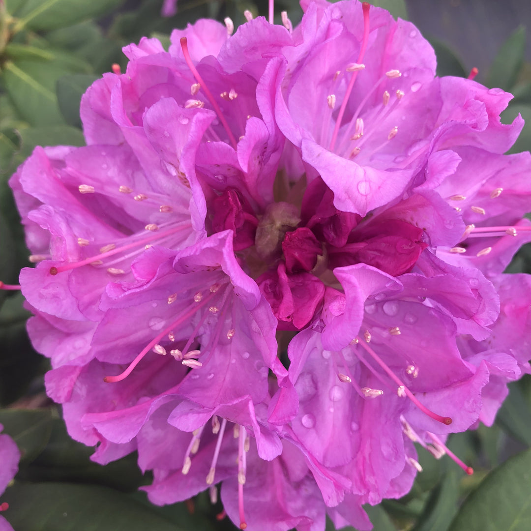 Rhododendron 'Royal Resilience' ~ Royal Resilience Rhododendron-ServeScape
