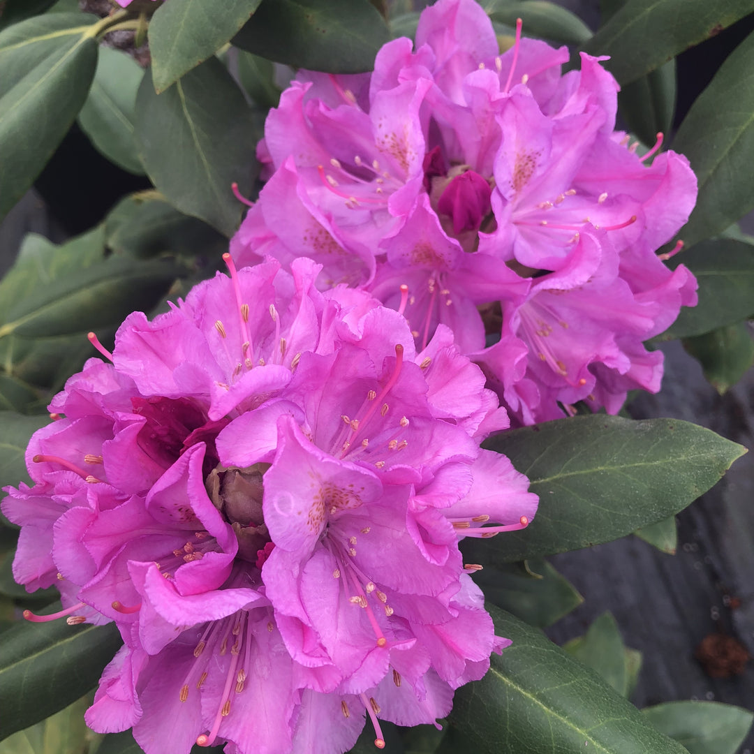 Rhododendron 'Royal Resilience' ~ Royal Resilience Rhododendron-ServeScape