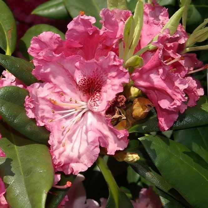 Rhododendron 'Besse Howells' ~ Besse Howells Rhododendron-ServeScape