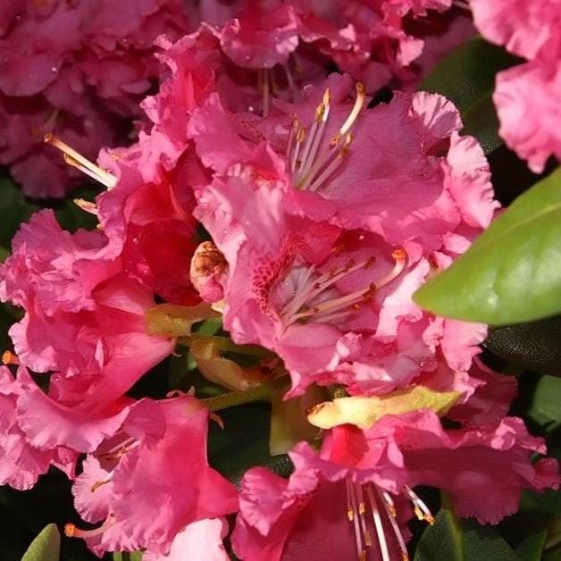 Rhododendron 'Besse Howells' ~ Besse Howells Rhododendron-ServeScape
