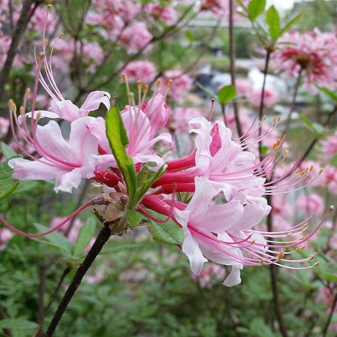 Rhododendron canescens 'Varnado's Phlox Pink' ~ Phlox Pink Native Azalea-ServeScape
