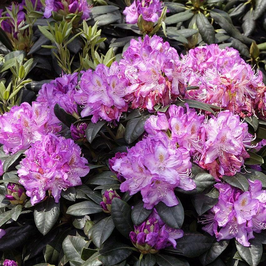Rhododendron 'Minnetonka' ~ Minnetonka Rhododendron-ServeScape