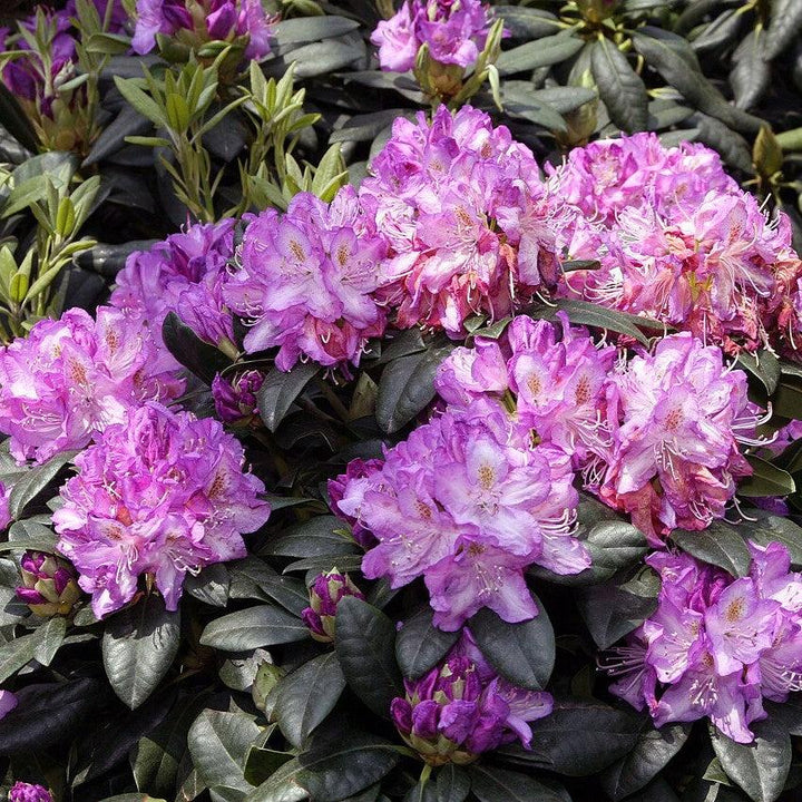 Rhododendron 'Minnetonka' ~ Minnetonka Rhododendron-ServeScape