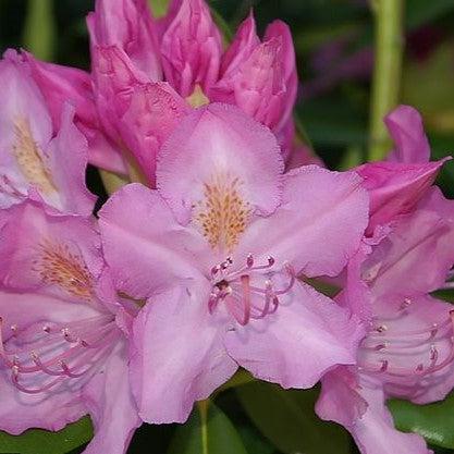 Rhododendron 'Roseum Pink' ~ Roseum Pink Rhododendron-ServeScape