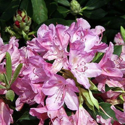 Rhododendron 'Roseum Pink' ~ Roseum Pink Rhododendron-ServeScape