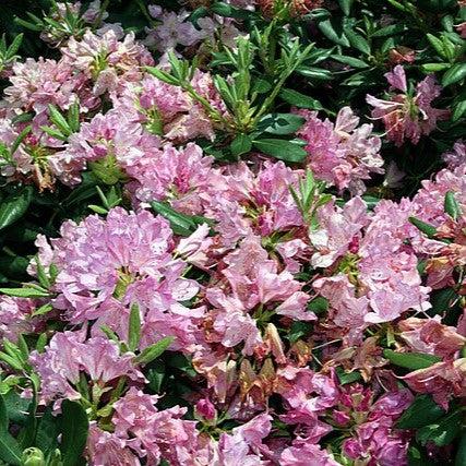 Rhododendron 'Roseum Pink' ~ Roseum Pink Rhododendron-ServeScape