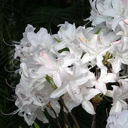 Rhododendron 'White Lights' ~ White Lights Azalea-ServeScape