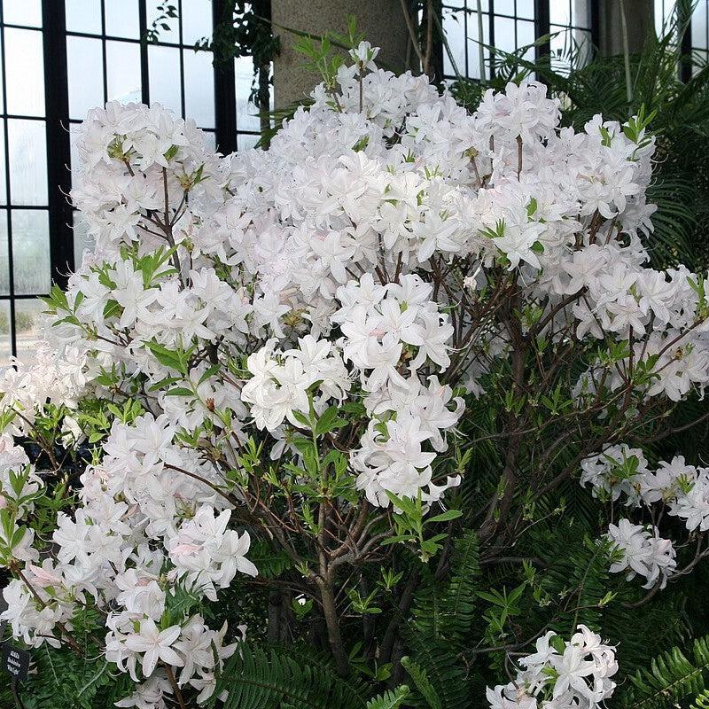 Rhododendron 'White Lights' ~ White Lights Azalea-ServeScape