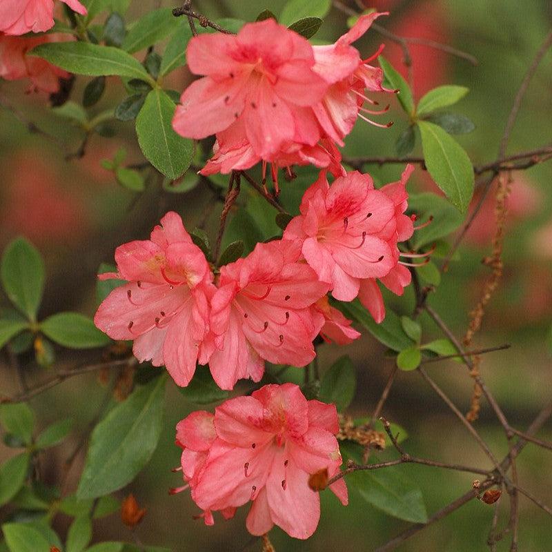 Rhododendron 'Blaauw's Pink' ~ Blaauw's Pink Azalea-ServeScape