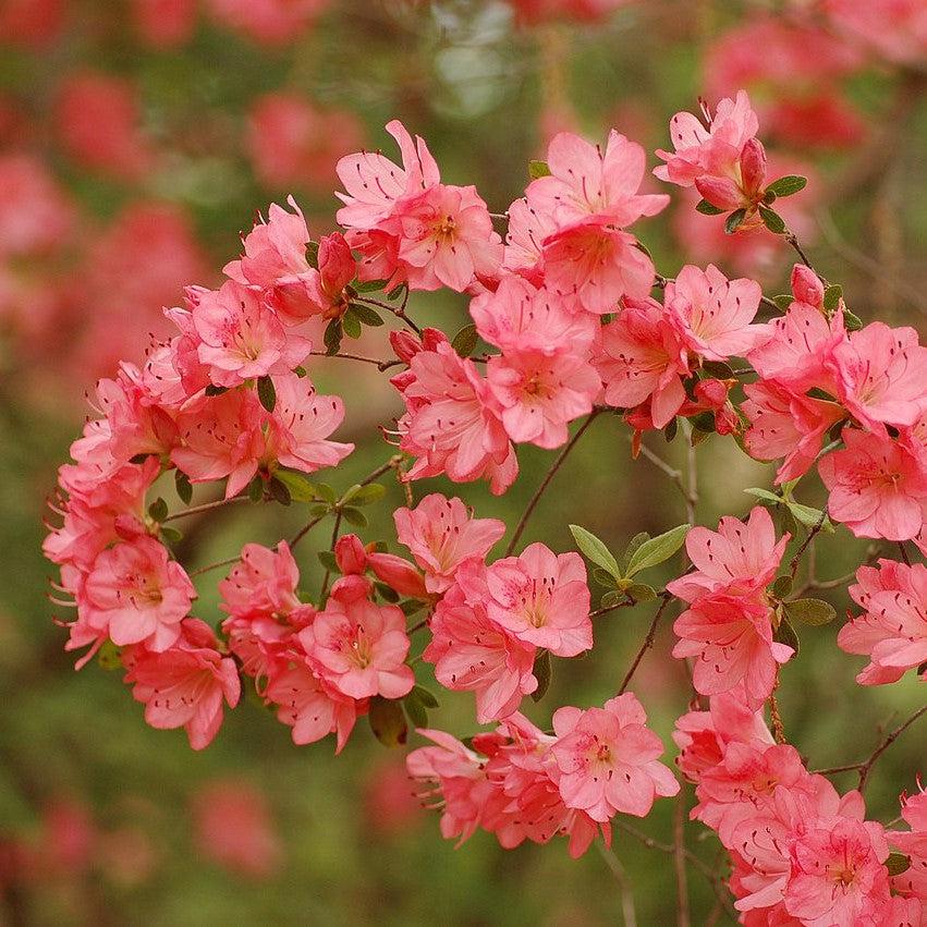 Rhododendron 'Blaauw's Pink' ~ Blaauw's Pink Azalea-ServeScape