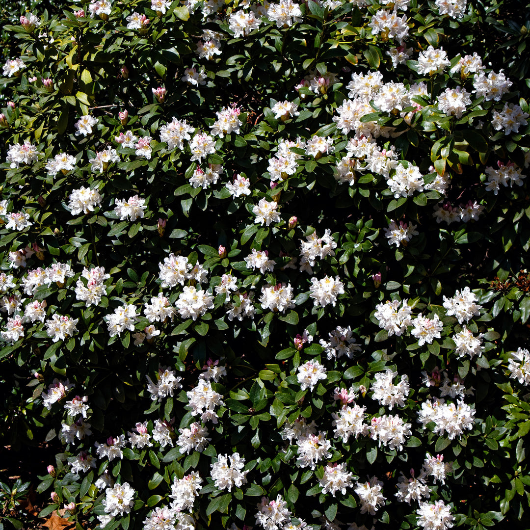 Rhododendron 'Cunningham's White' ~ Cunningham's White Rhododendron-ServeScape