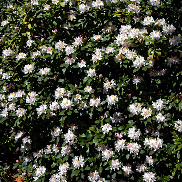 Rhododendron 'Cunningham's White' ~ Cunningham's White Rhododendron-ServeScape