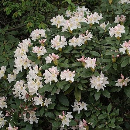 Rhododendron 'Cunningham's White' ~ Cunningham's White Rhododendron-ServeScape