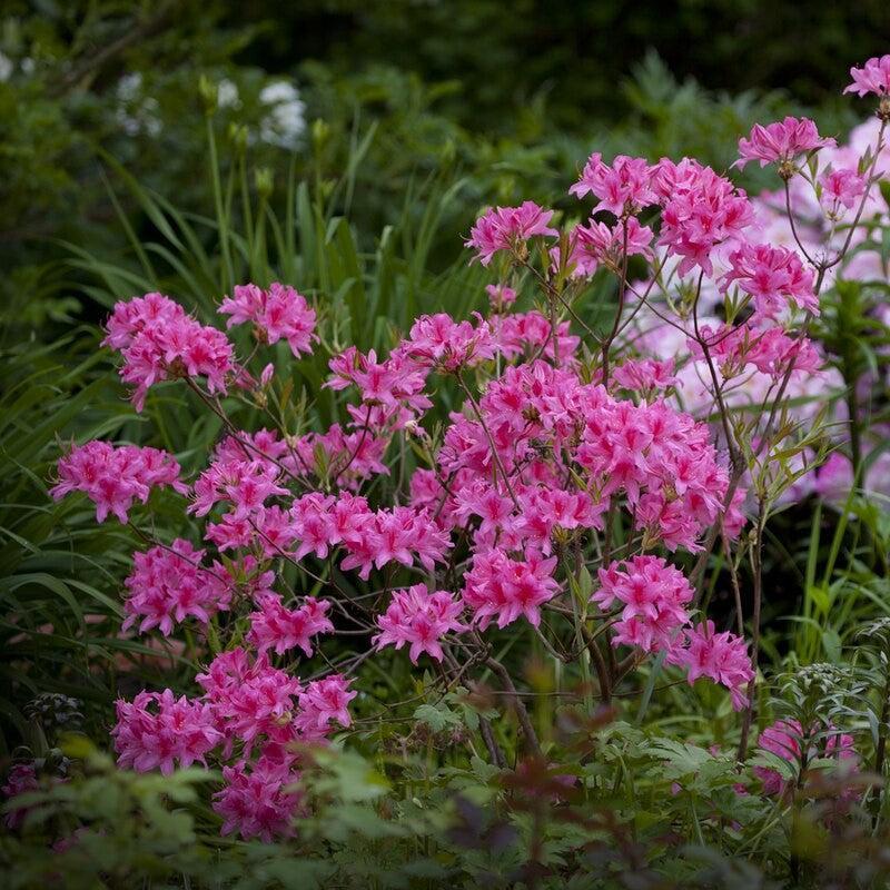 Rhododendron 'Rosey Lights' ~ Rosey Lights Azalea-ServeScape