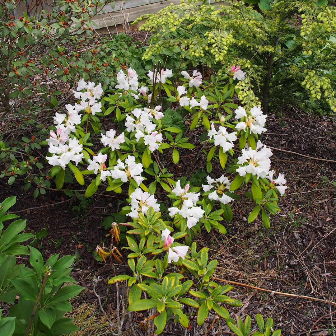 Rhododendron yakushimanum 'Yaku Princess' ~ Yaku Princess Rhododendron-ServeScape