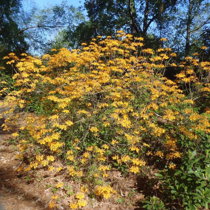Rhododendron austrinum ~ Florida Native Azalea-ServeScape