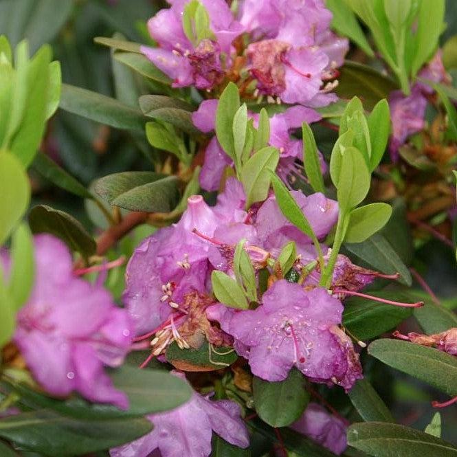 Rhododendron 'PJM Elite' ~ PJM Elite Rhododendron-ServeScape