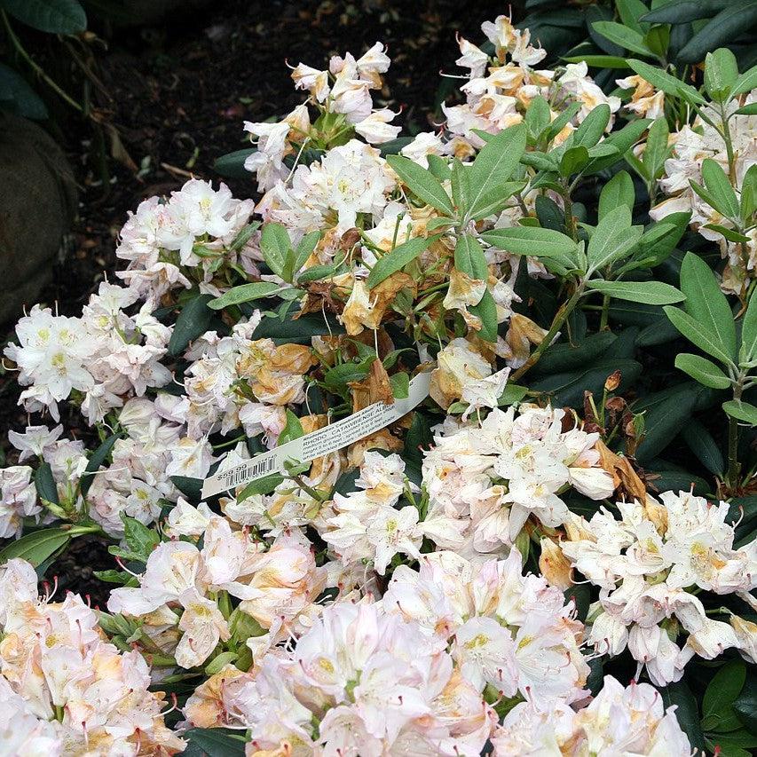 Rhododendron catawbiense 'Album' ~ White Catawba Rhododendron-ServeScape