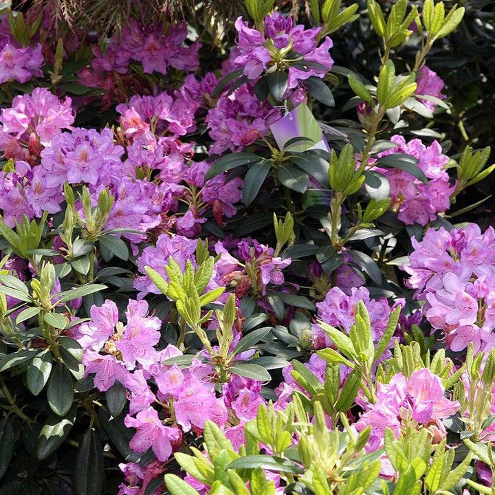 Rhododendron catawbiense 'Grandiflorum' ~ Grandiflorum Catawba Rhododendron-ServeScape