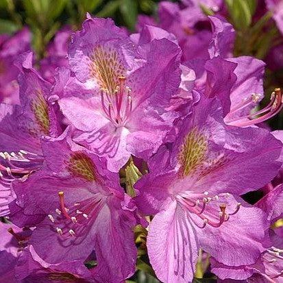 Rhododendron x 'Lee's Dark Purple' ~ Lee's Dark Purple Rhododendron-ServeScape