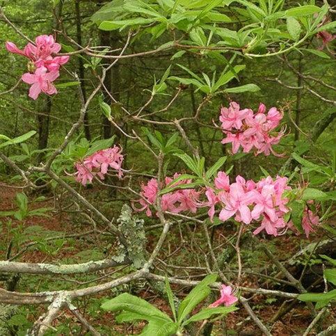 Rhododendron periclymenoides 'Rosy Pink' ~ Rosy Pink Native Azalea-ServeScape