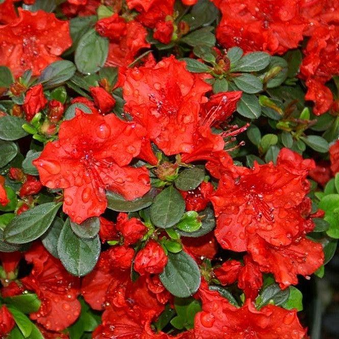 Rhododendron x girard 'Hot Shot' ~ Girard's Hot Shot Azalea-ServeScape