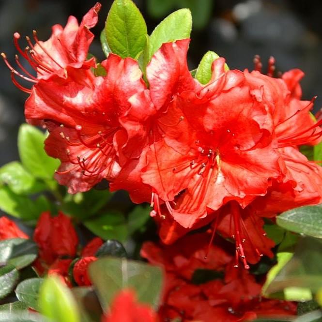 Rhododendron x girard 'Hot Shot' ~ Girard's Hot Shot Azalea-ServeScape