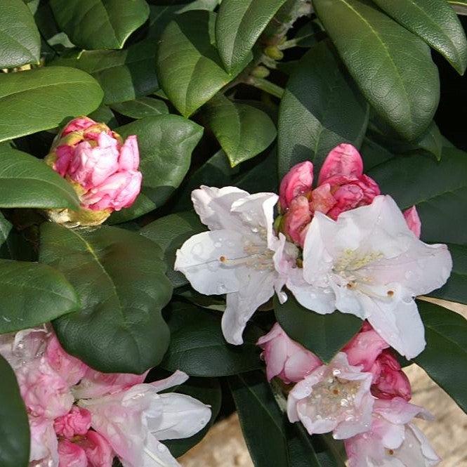 Rhododendron yakushimanum 'Yaku Princess' ~ Yaku Princess Rhododendron-ServeScape