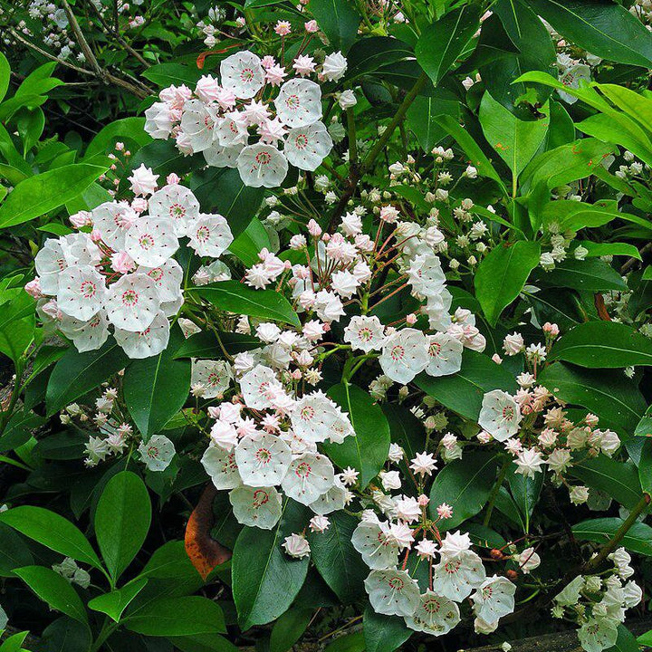 Kalmia latifolia ~ Mountain Laurel-ServeScape