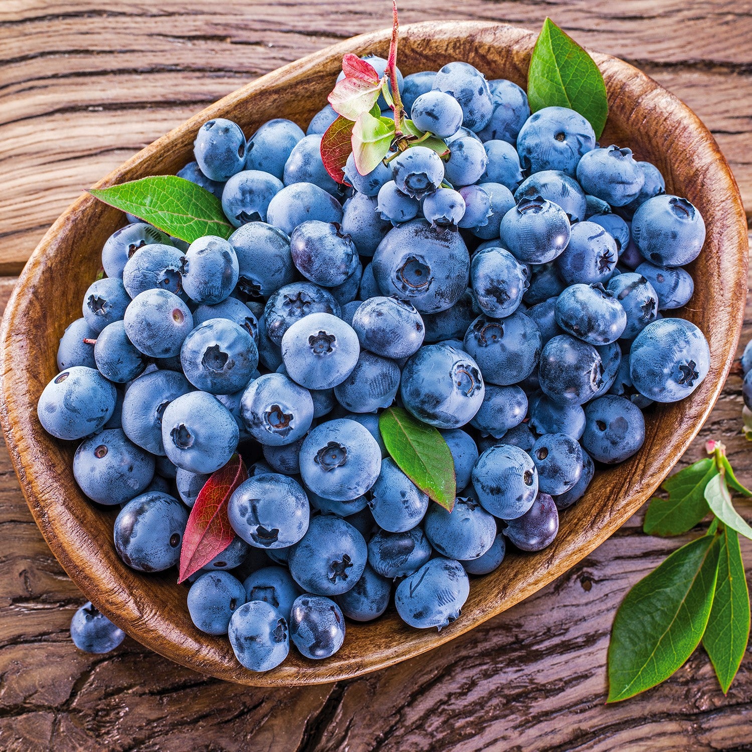 Vaccinium corymbosum 'Blueray' ~ Blueray Blueberry-ServeScape