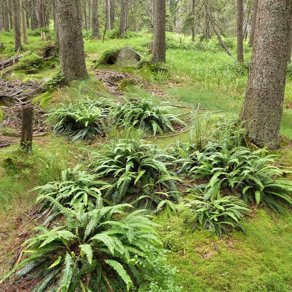 Struthiopteris spicant ~ Deer Fern, Hard Fern-ServeScape