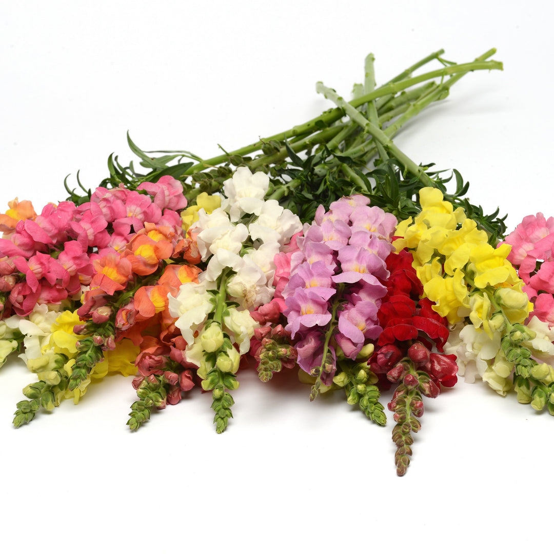 Antirrhinum majus 'Rocket Mix' ~ Rocket Mix Snapdragon-ServeScape
